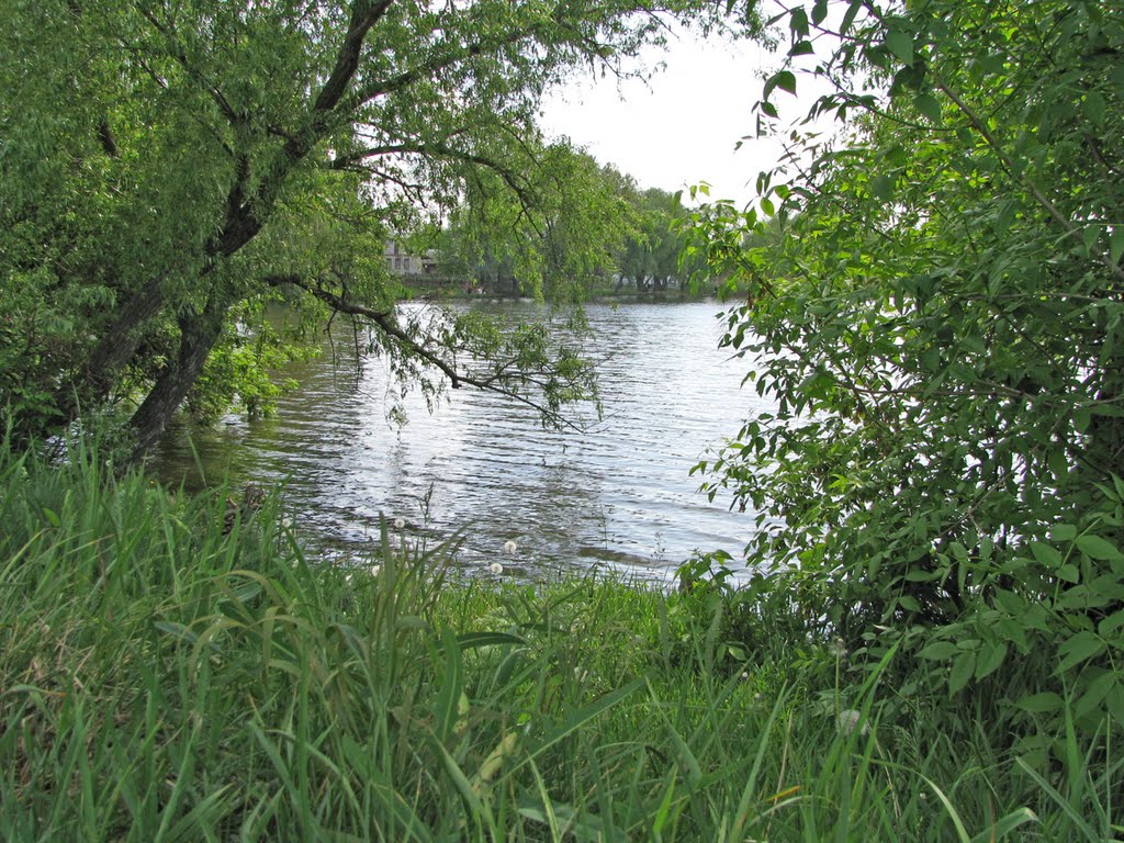Ставок