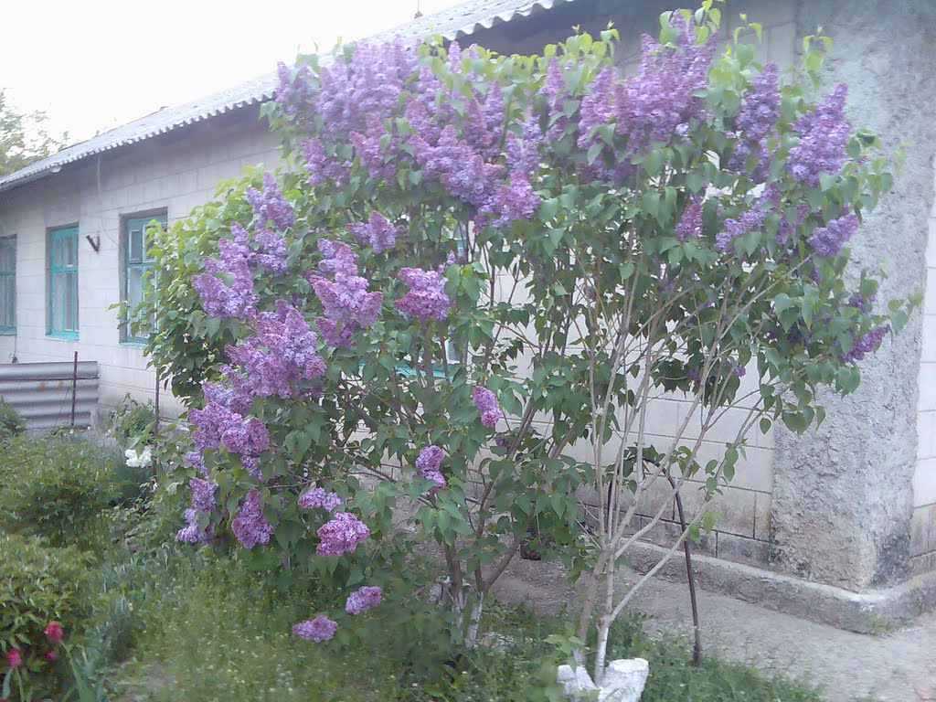 Сирень