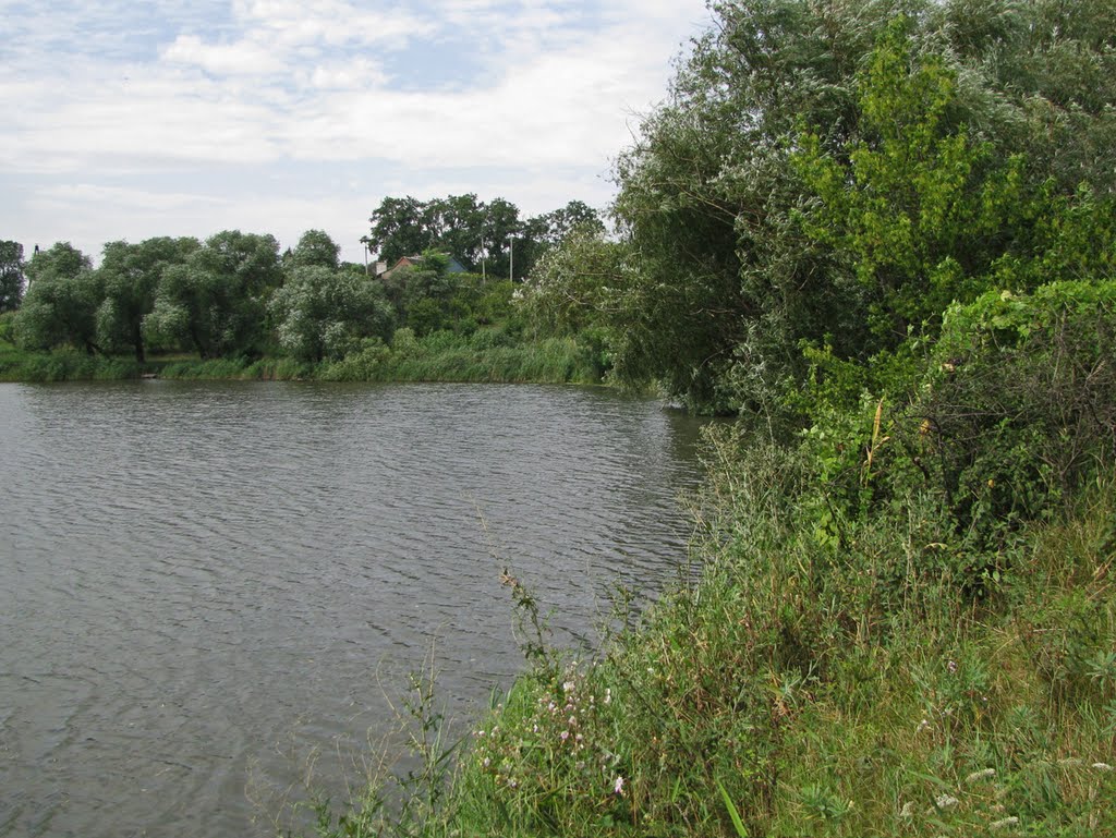 Ставок