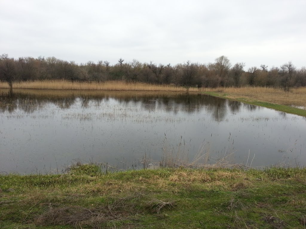 Сезонный водоем с утками
