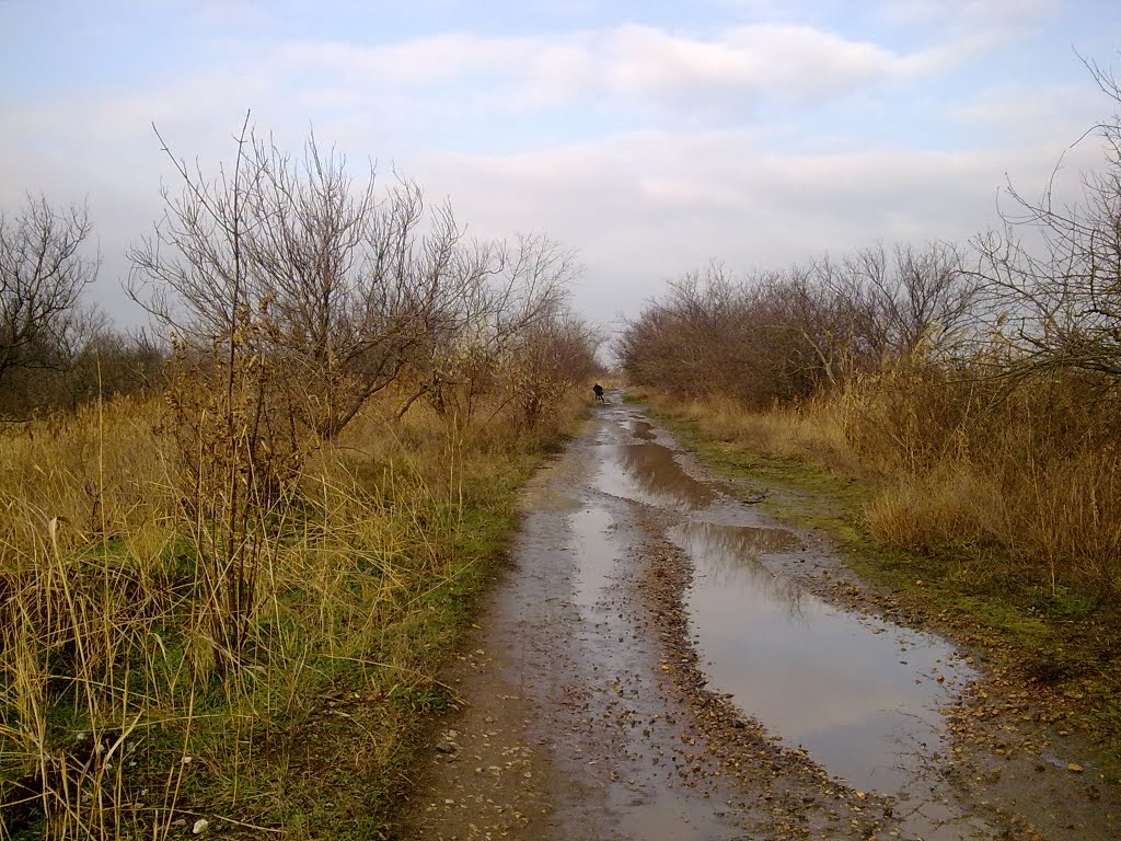 Autumn road to Gorodische
