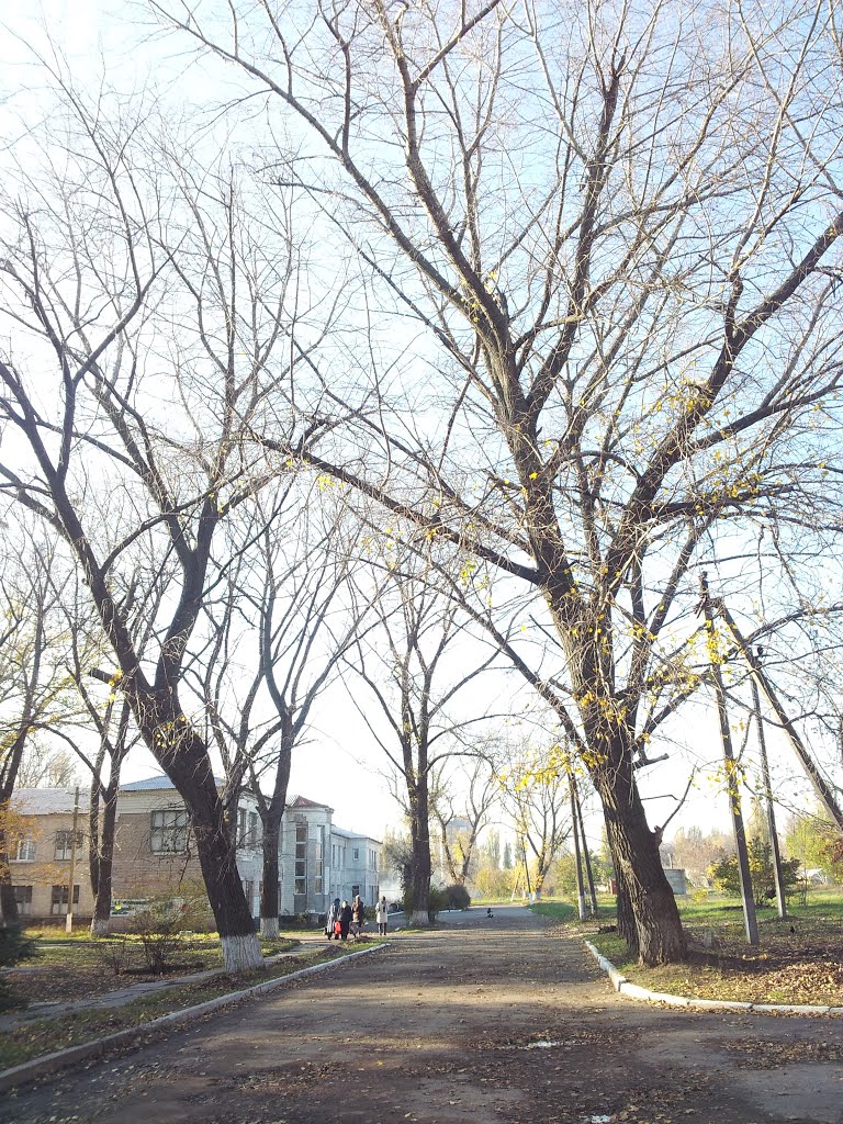 Старые деревья около старой больницы