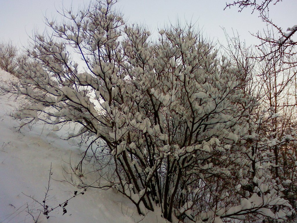 shrubbery